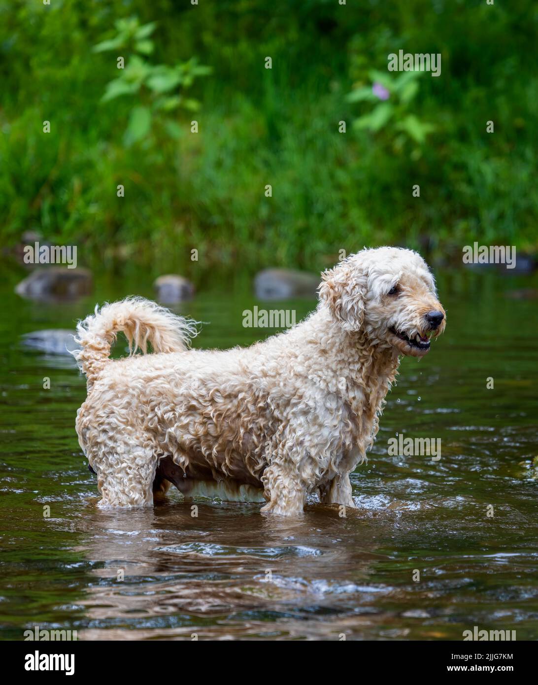 Un bellissimo cane Labradoodle color albicocca, che gioca felicemente in un fiume poco profondo nel Lancashire, Regno Unito Foto Stock