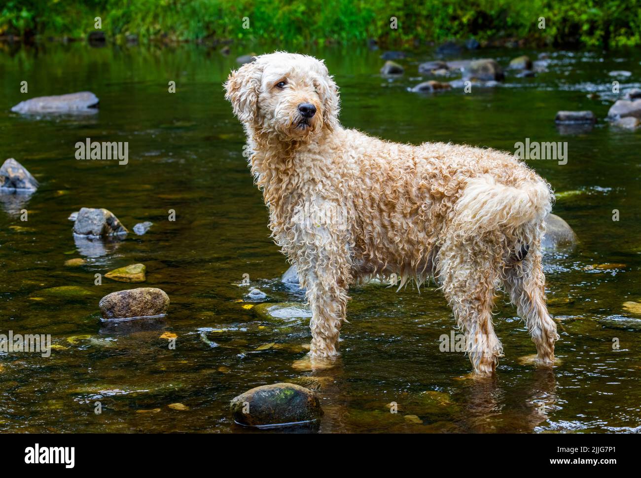 Un bellissimo cane Labradoodle color albicocca, che gioca felicemente in un fiume poco profondo nel Lancashire, Regno Unito Foto Stock