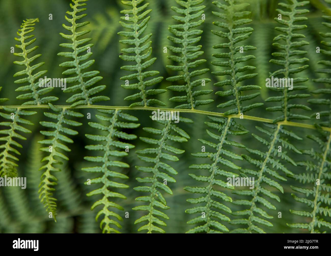 Primo piano di una foglia di una pianta di Bracken, (Pteris aquilina). Le foglie sono conosciute come fronti Foto Stock