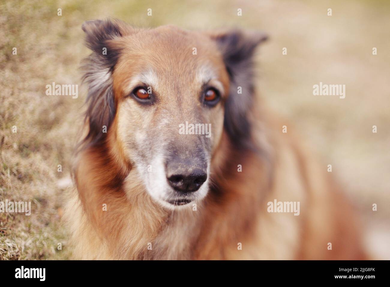 Un vecchio pastore belga tervueren mix cane seduto con le sue orecchie pinned indietro, fotografato dall'alto con un po 'di fango sul suo naso nero. Foto Stock