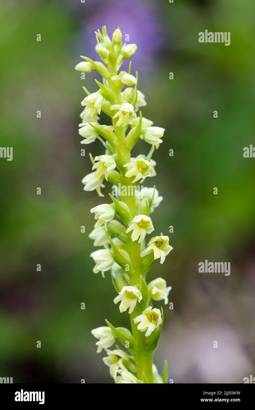 Piccola orchidea bianca Foto Stock
