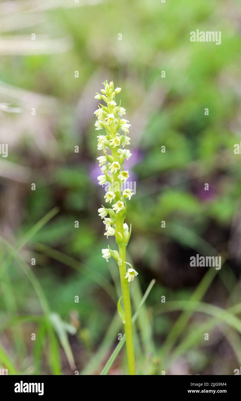 Piccola orchidea bianca Foto Stock