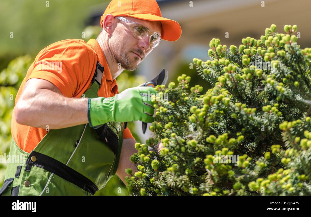 Primo piano di giardiniere maschio caucasico nel suo 40s si concentrò sul suo lavoro Pruning e rifilatura piante da giardino con forbici. Indossare occhiali protettivi, GA Foto Stock