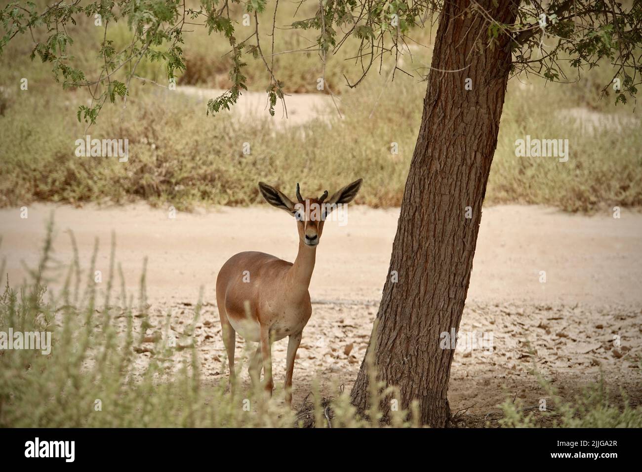 Impala che riposa all'ombra dal caldo di mezzogiorno del deserto arabo Foto Stock