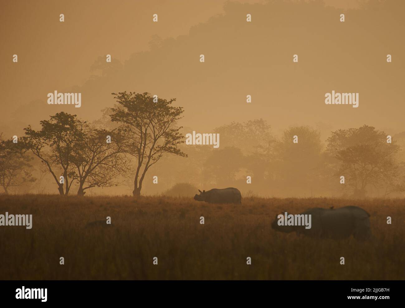 Due - singolo Rhinos Horned nella nebbia mattutina, retroilluminato. Foto Stock