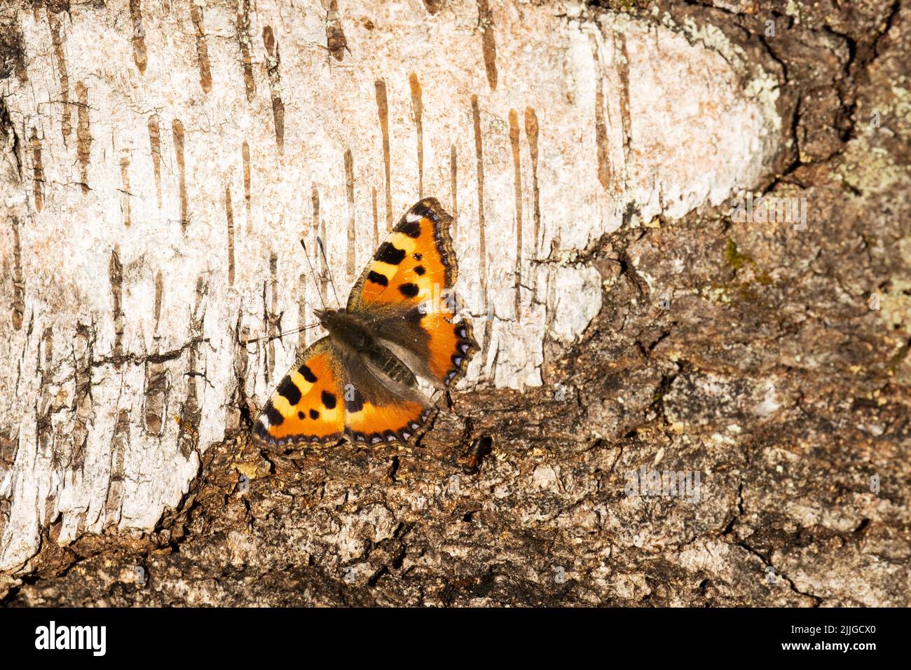 Una piccola farfalla di tortoiseshell colorata che riposa su un tronco di Birch durante una giornata di primavera soleggiata in Estonia, Nord Europa Foto Stock