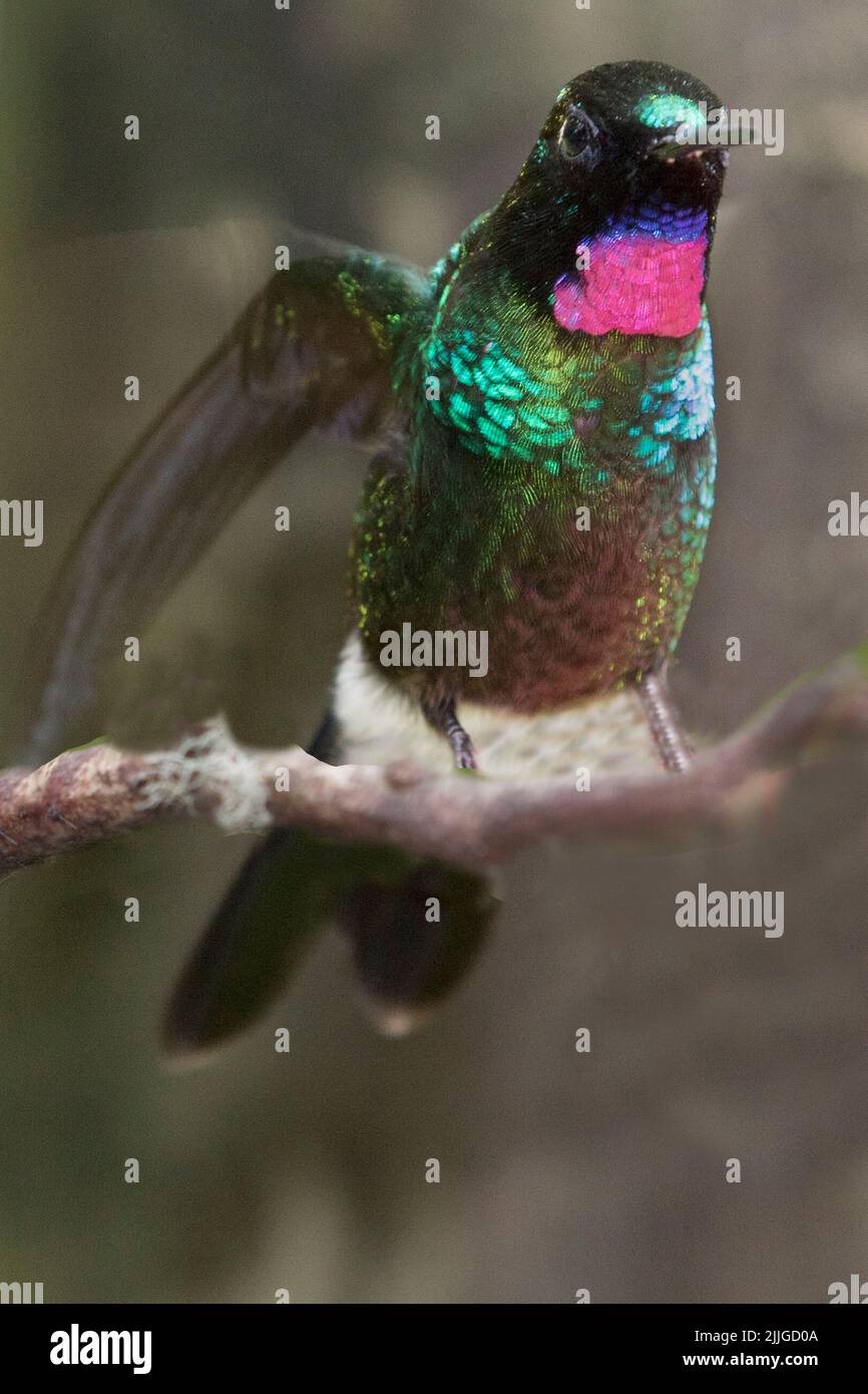 Tourmaline Sunangel Hummingbird maschio (Heliangelus exortis) Ecuador Foto Stock