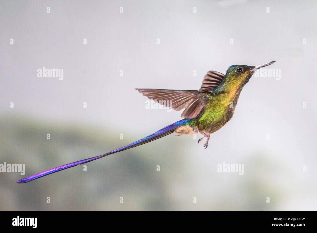 Flying maschio (Aglaiocercus coelestis) Ecuador Foto Stock