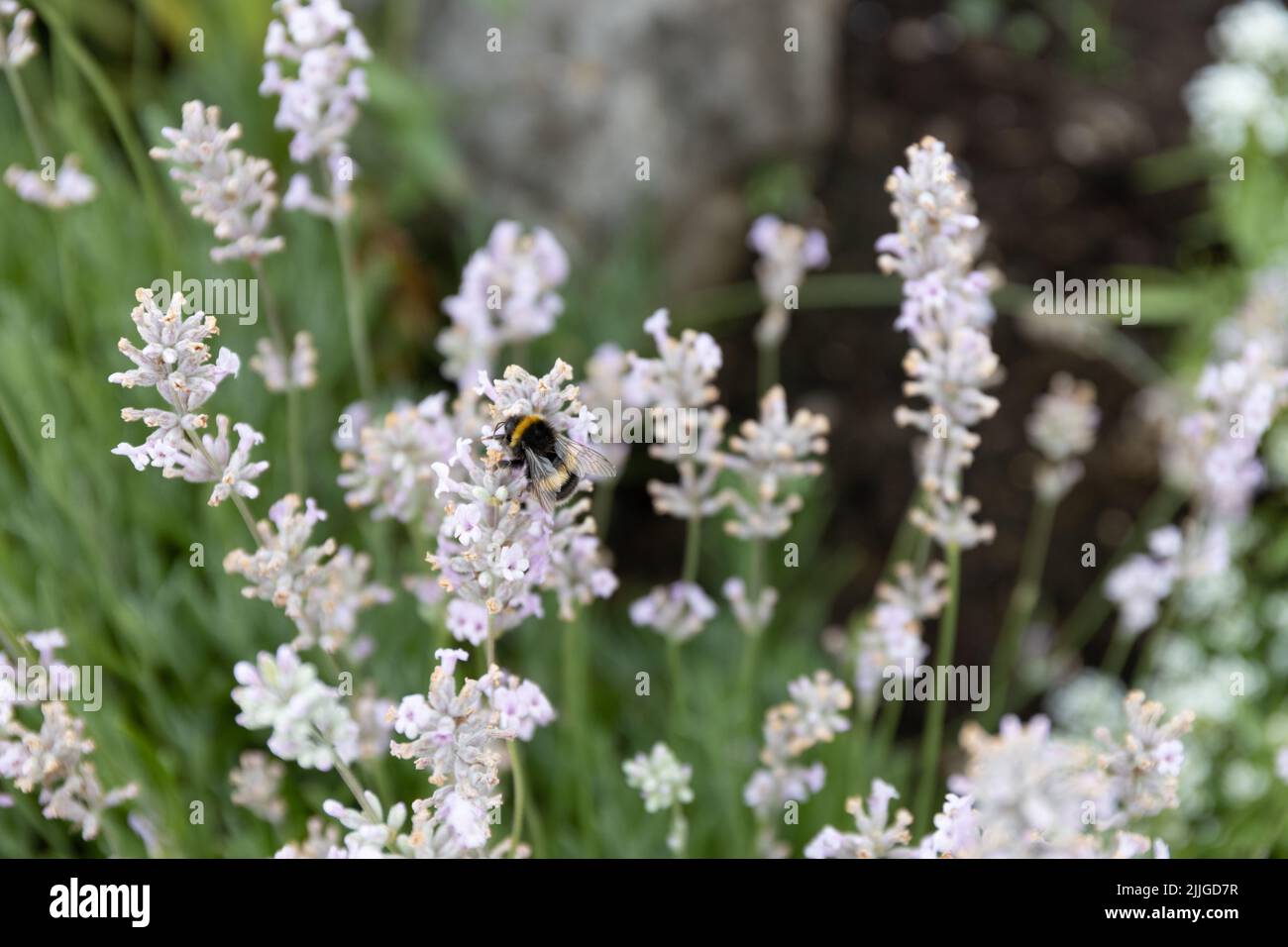 Ape su lavanda Foto Stock