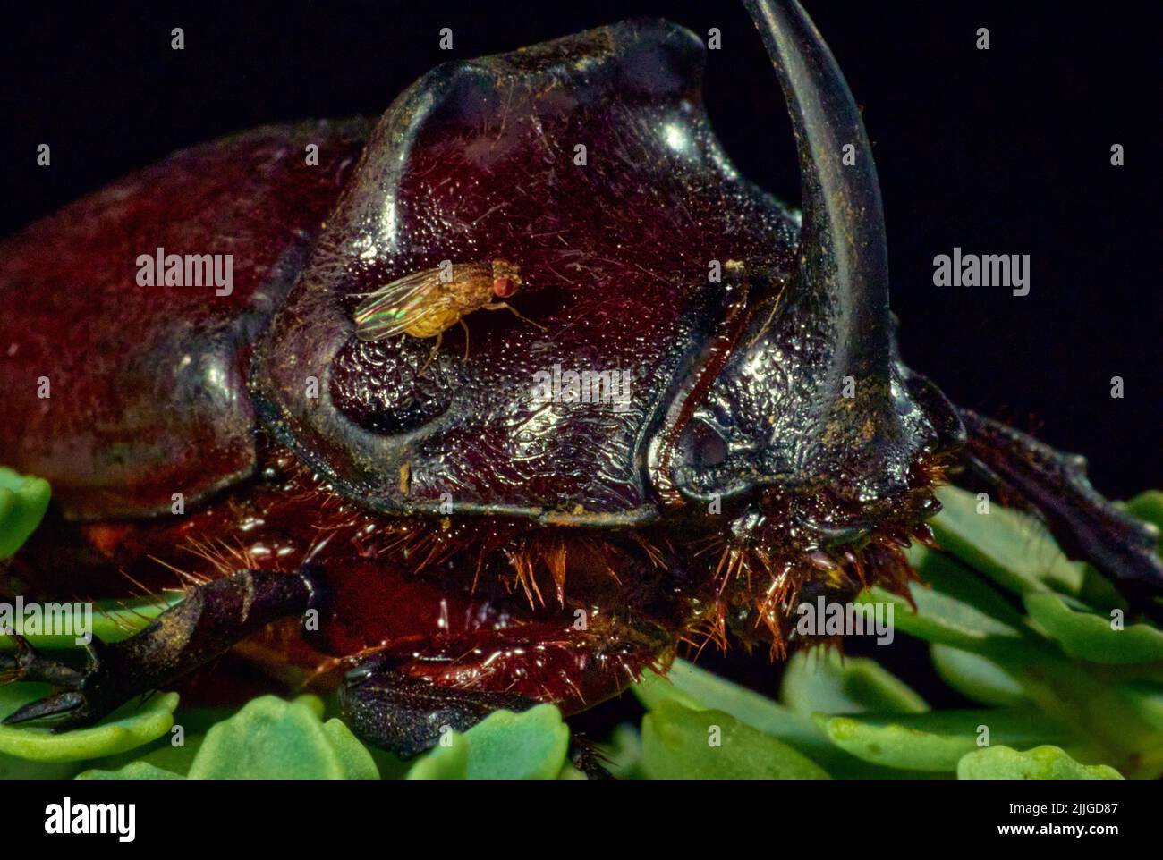 Una mosca seduta su un maschio comune rinoceros beetle ( oryctes nasicornis ) Foto Stock