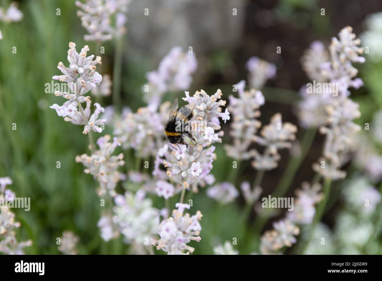 Ape su lavanda Foto Stock