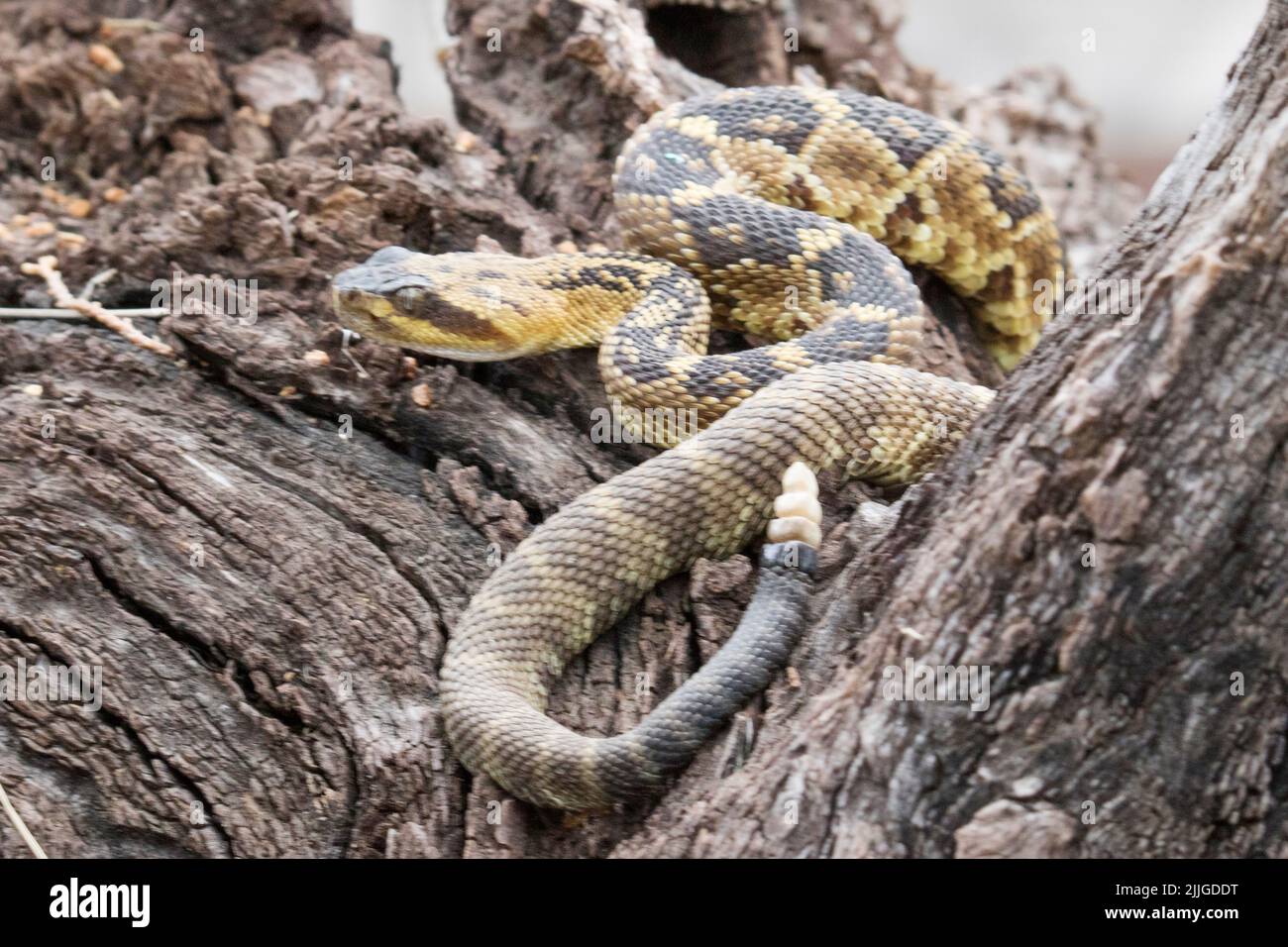 Black-Tailed Rattlesnake (Crotalus molossus) Southern Arizona Foto Stock
