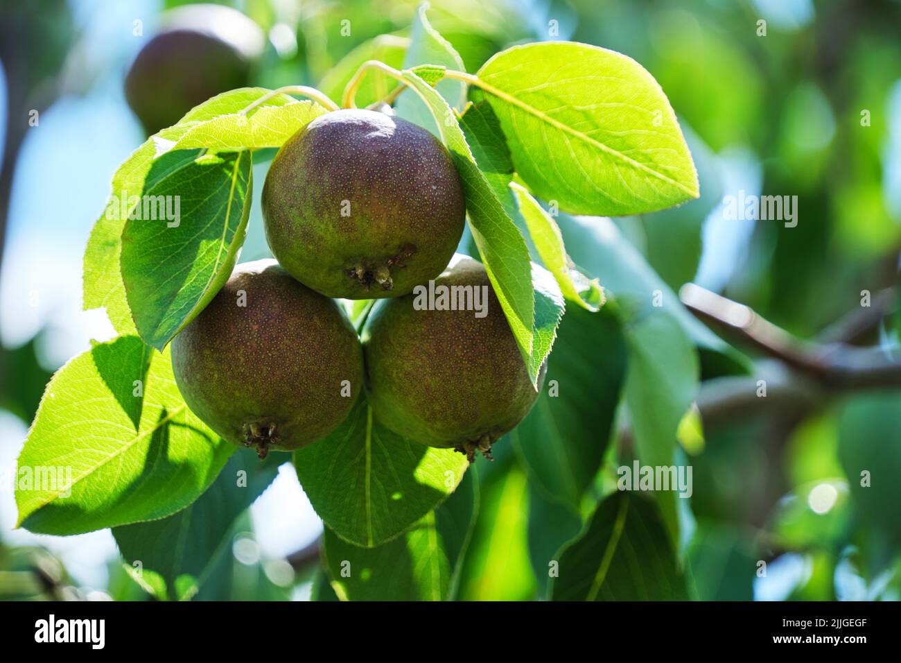 Pere in maturazione che appendono l'albero tra il verde fogliame in giorno di sole Foto Stock