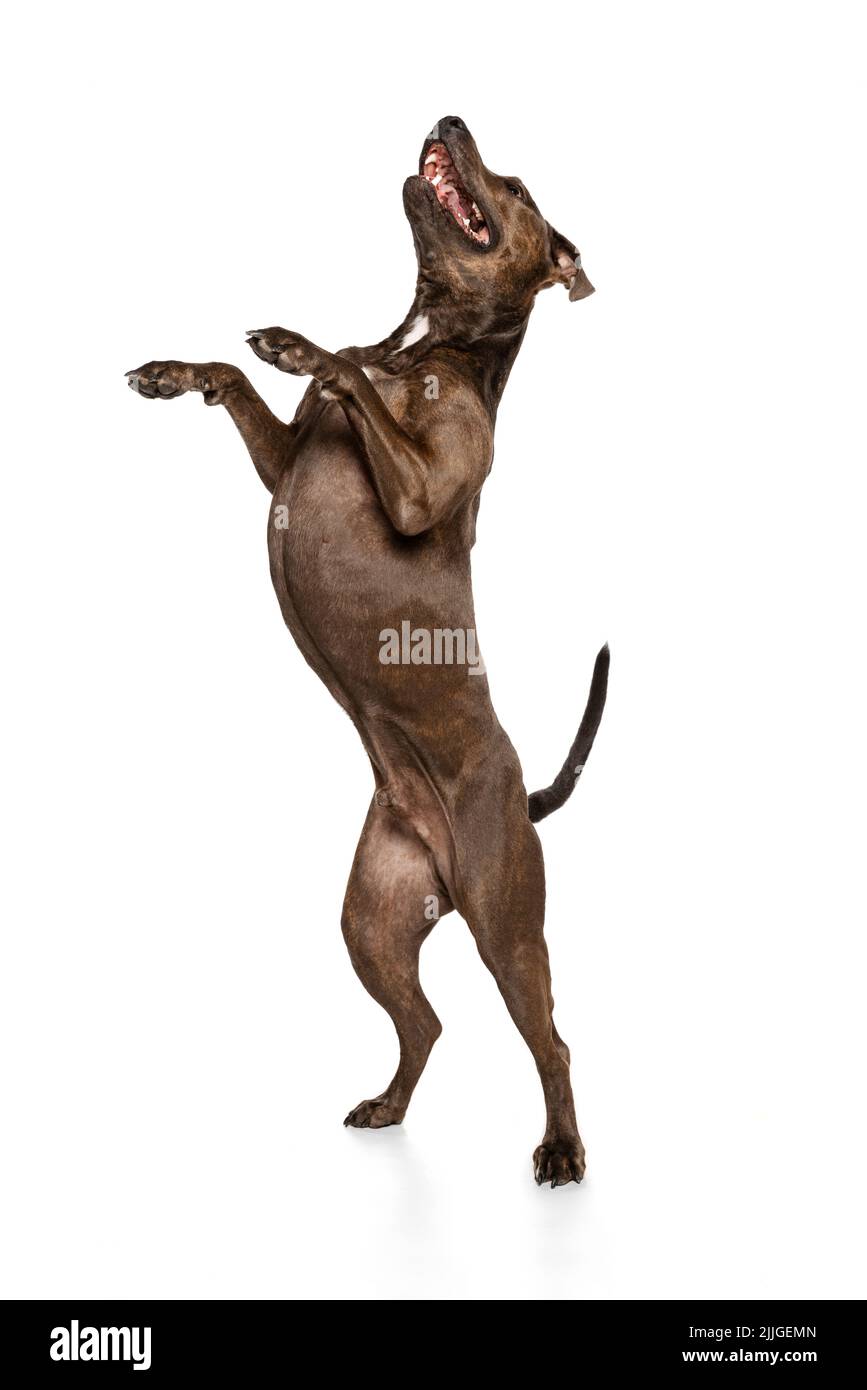 Studio girato di bello, cane purebred, american pit bull terrier, in piedi su zampe posteriori, posa isolato su sfondo bianco Foto Stock