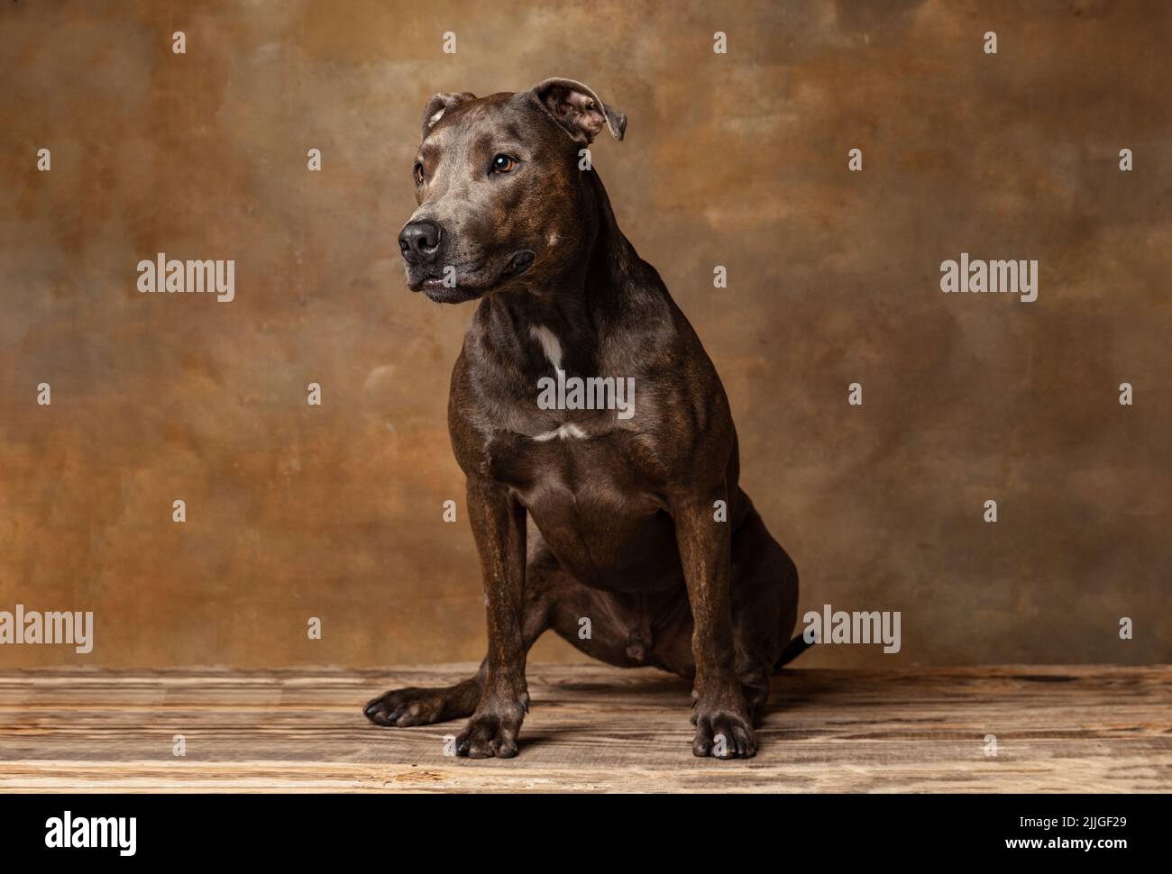 Studio girato di bello, cane purebred, american pit bull terrier, in posa isolato su sfondo marrone. Foto Stock