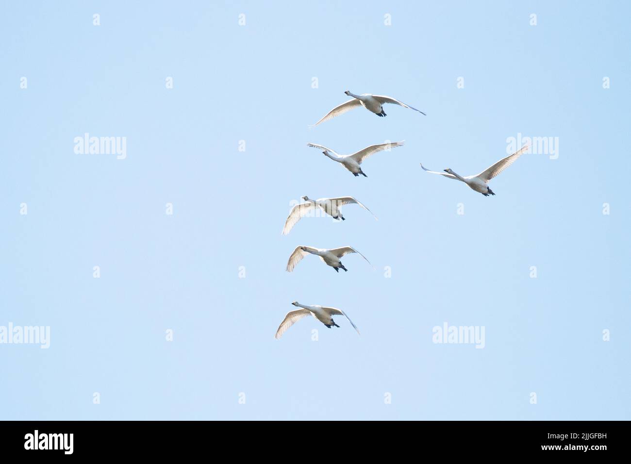 Flock of Whooper Swans, Cygnus cygnus in volo durante la migrazione primaverile nel Nord Europa. Foto Stock