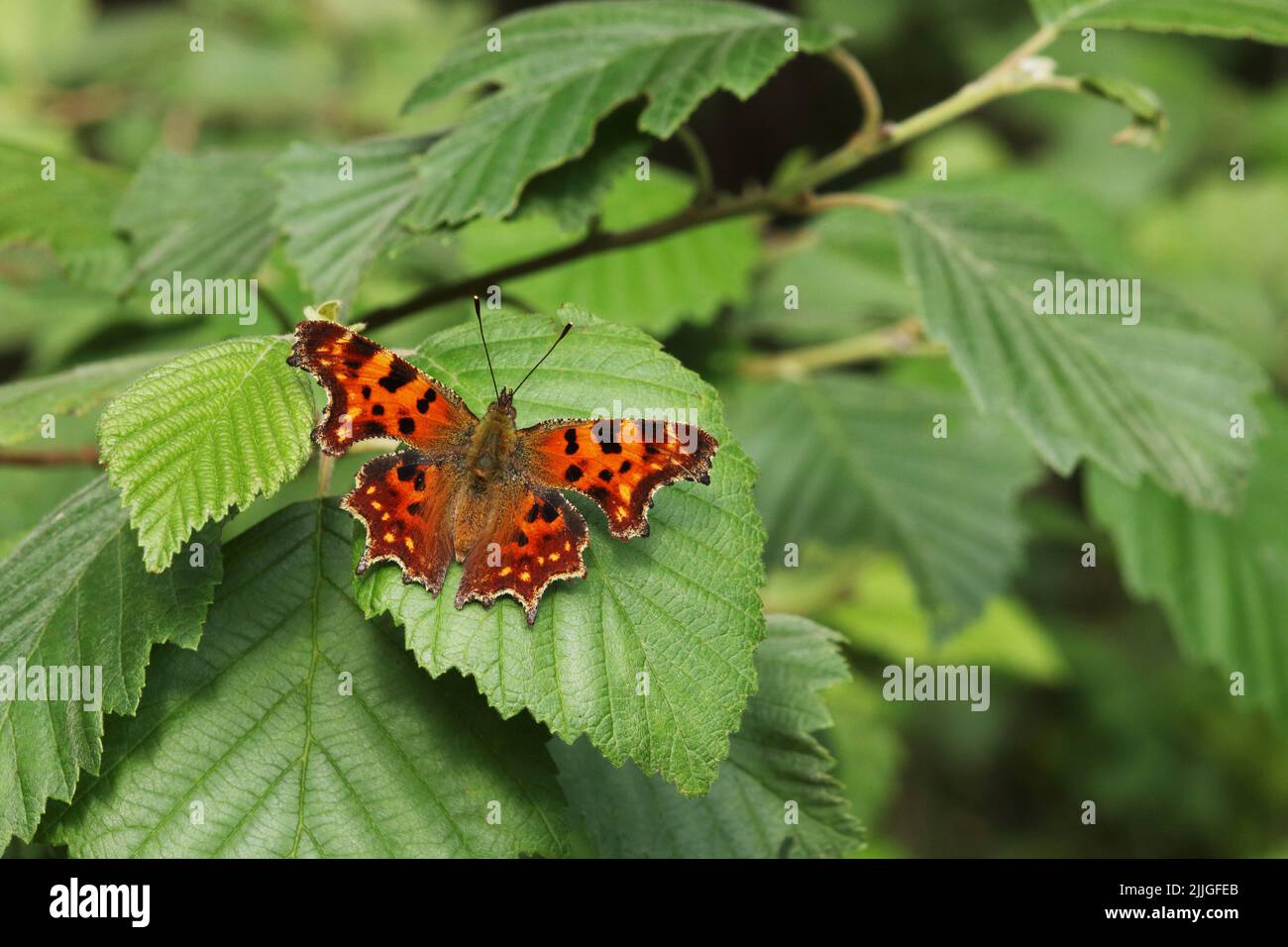 Piccolo album europeo di polygonia, calle comma farfalla, che riposa su una foglia verde in un giorno estivo in Estonia Foto Stock