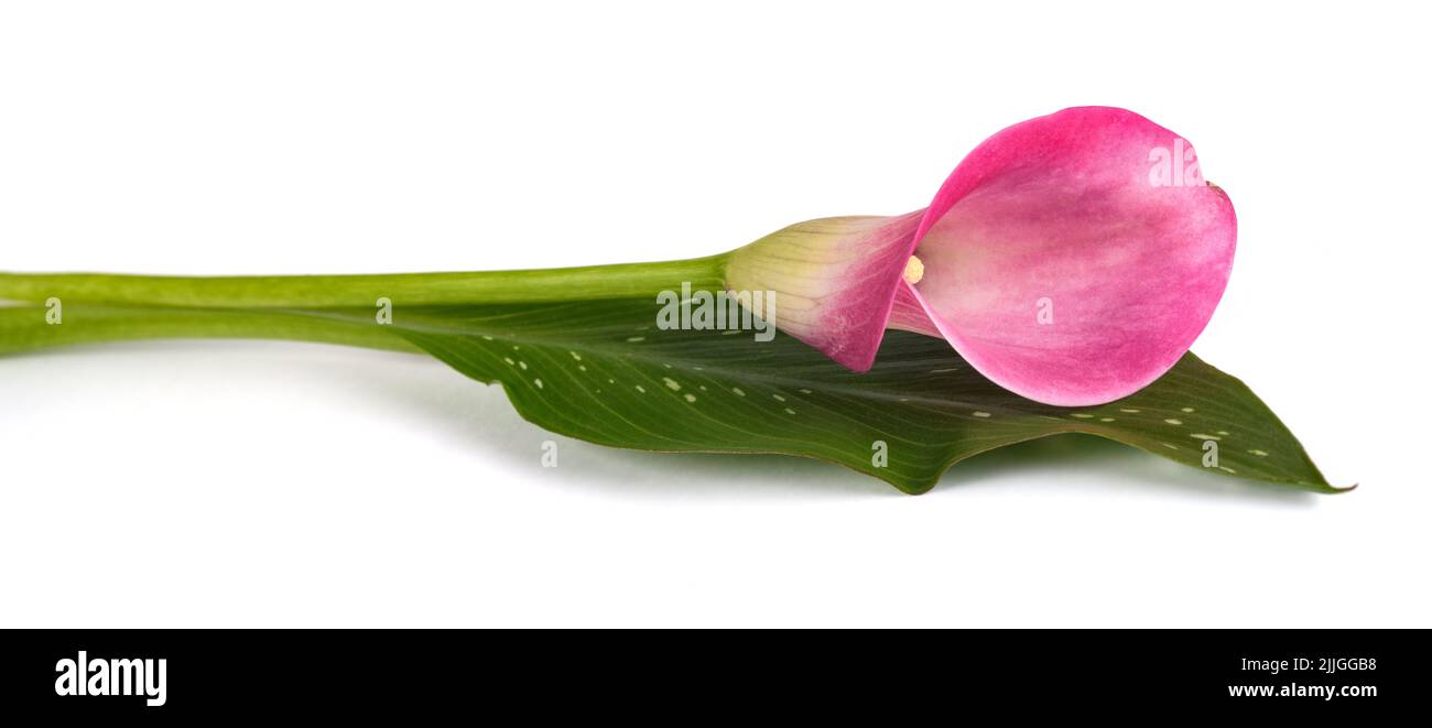 Fiore di calla rosa isolato su sfondo bianco Foto Stock
