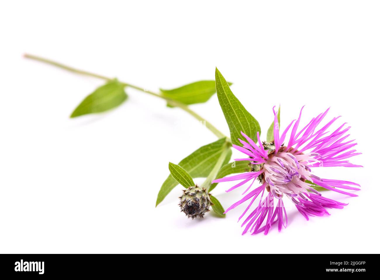 fiore a maglia con frange corte isolato su sfondo bianco Foto Stock