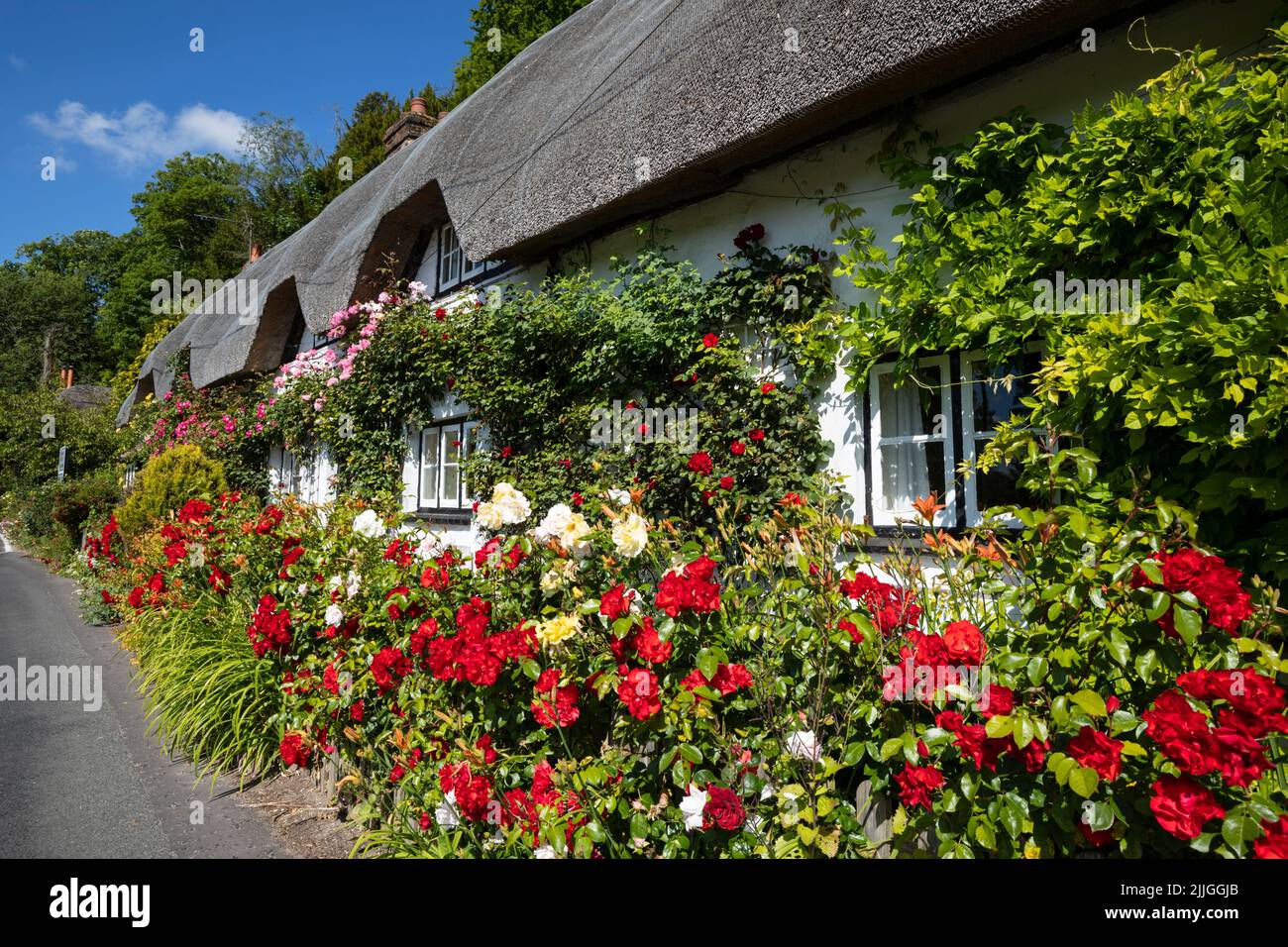 Cottage colorato di paglia coperto di rose, Wherwell, Test Valley, Hampshire, Inghilterra, Regno Unito, Europa Foto Stock