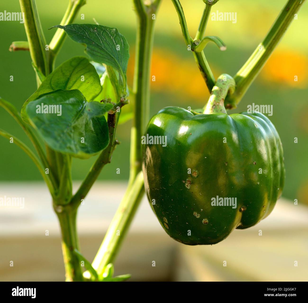Peperone verde maturo (Capsicum annuum) pronto per il prelievo dal giardino. Foto Stock