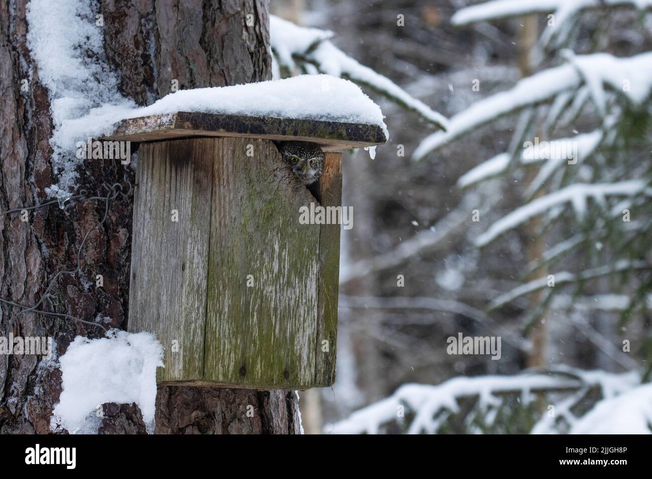Piccolo gufo eurasiatico, Glaucidium passerinum guardando da una scatola di nidificazione di uccelli in una foresta boreale Foto Stock