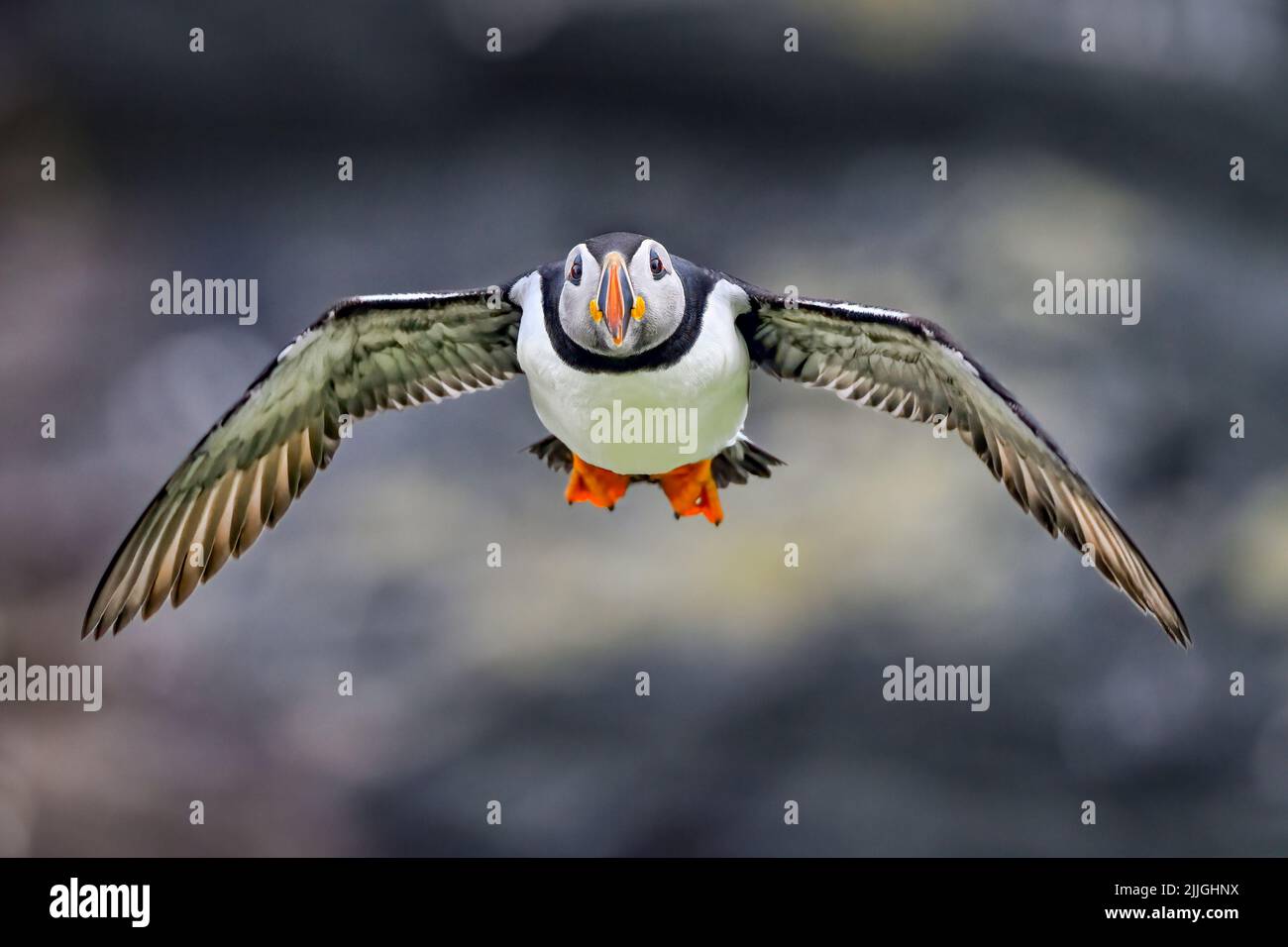 Il puffin sta andando per pesca Foto Stock