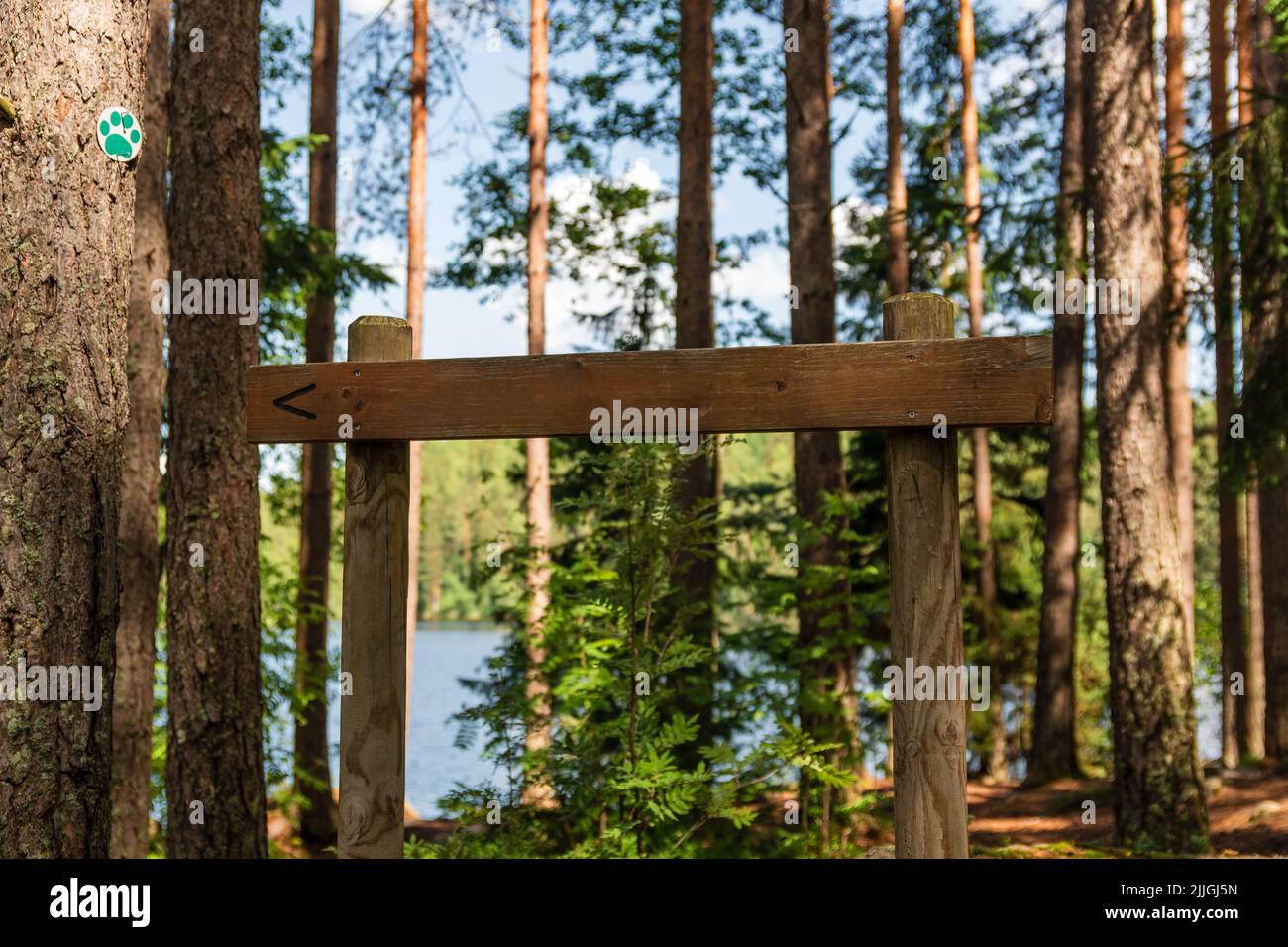 Segno direzionale in legno bianco nella foresta, che punta a sinistra Foto Stock