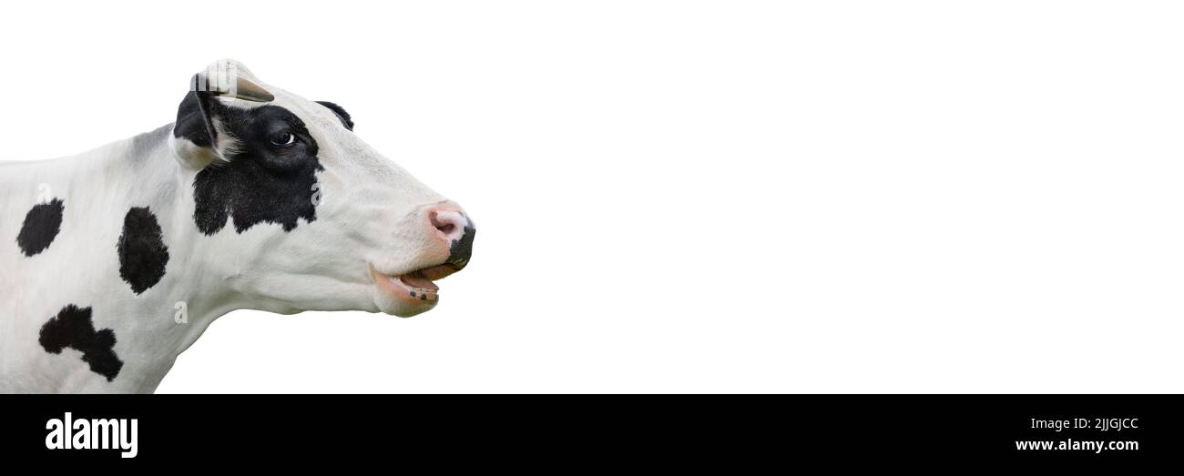 Banner lungo Cow ritratto isolato su sfondo bianco. Mucca bianca e nera macchiata che guarda di fronte a sfondo bianco. Concetto di animali da fattoria Foto Stock