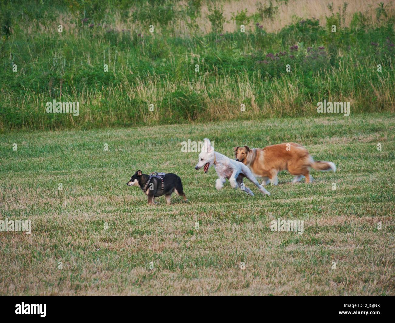 Young Standard Poodle girava letteralmente intorno ai suoi coetanei canini. Foto Stock