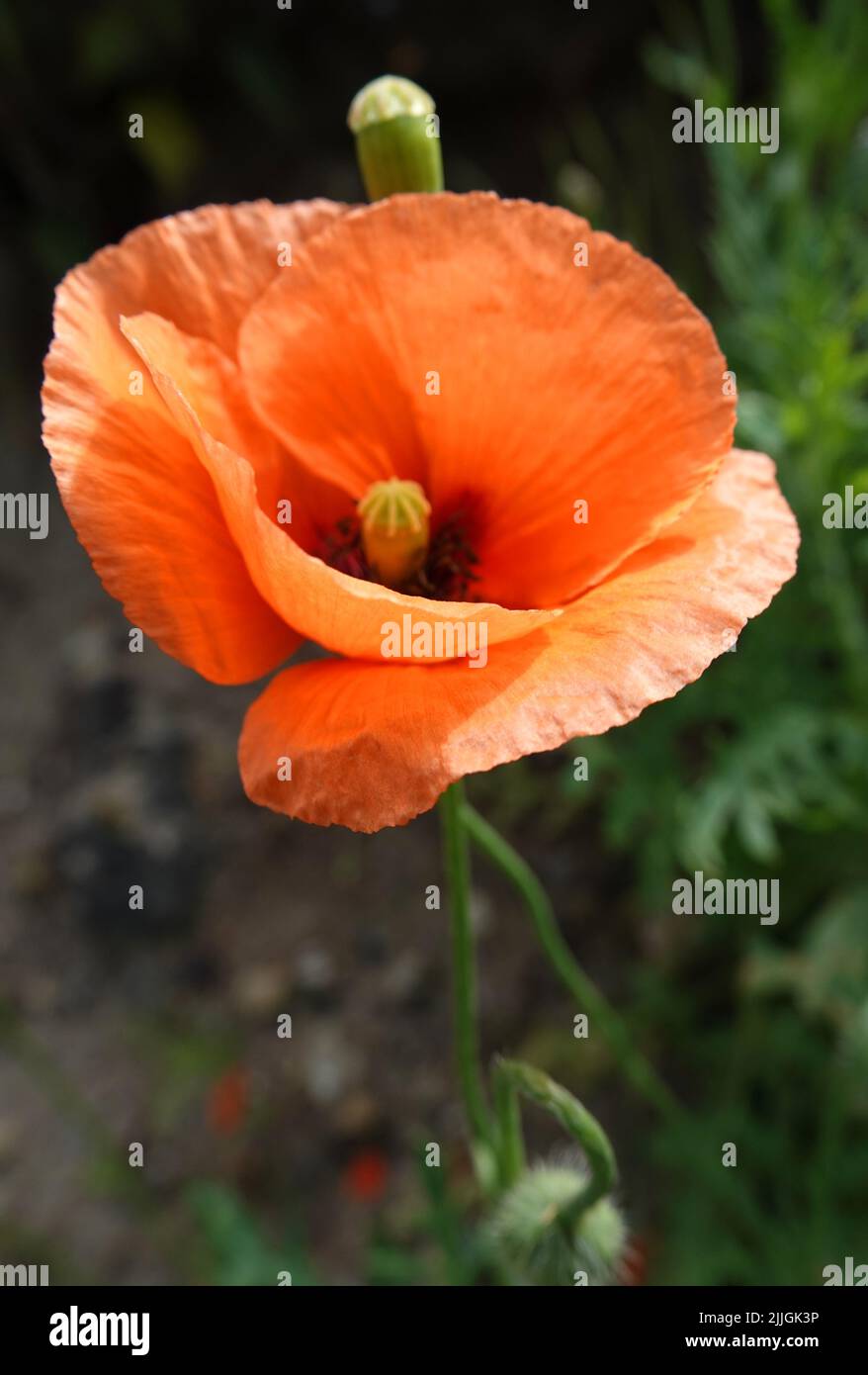 Papaver roeas o fiore di papavero di mais nel colore arancione, lo sfondo è sfocato Foto Stock