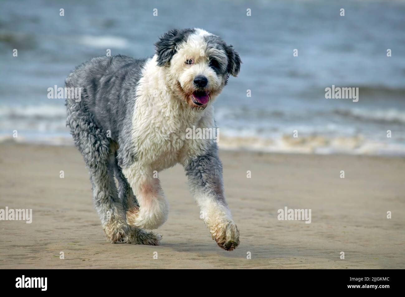 Un bellissimo, grande, furry, Old English Sheepdog, che corre su una spiaggia di sabbia a Blackpool, Lancashire, Regno Unito Foto Stock