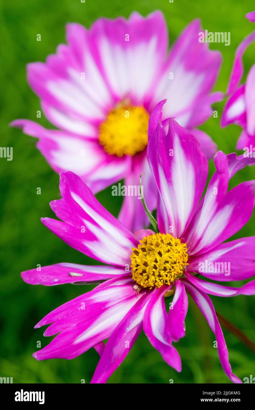 COSMOS flower Cosmos 'Capriola' Rosa bianca Foto Stock
