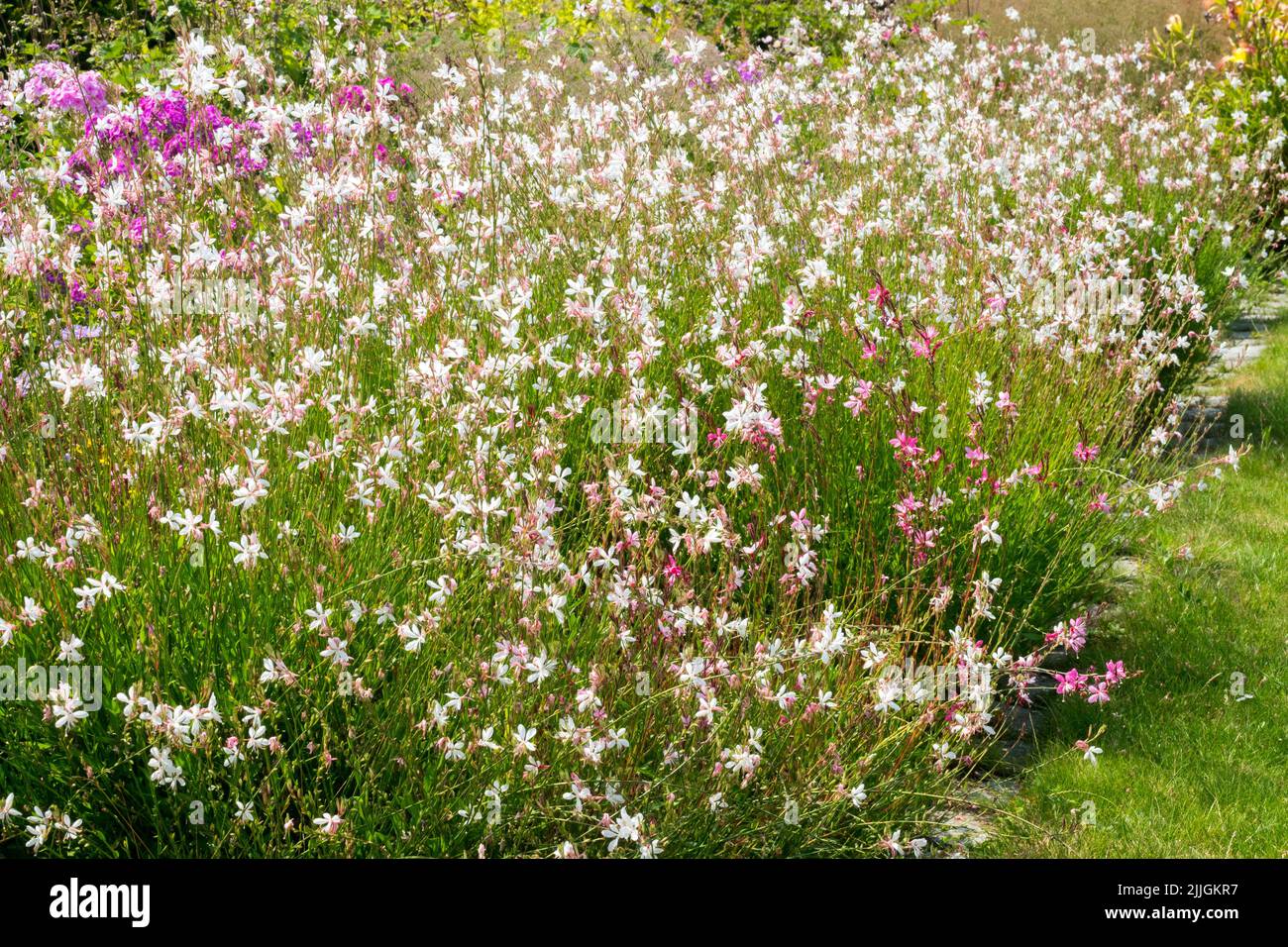 Enotera lindheimeri, Giardino, confine fiorito Gaura lindheimeri, aiuole in giardino estivo Foto Stock