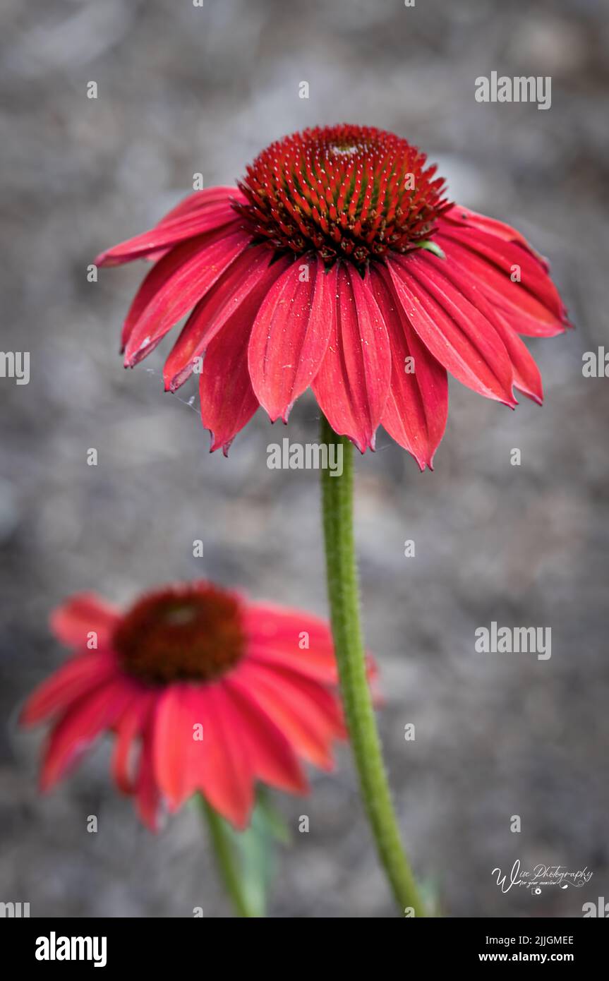 Echinacea Sombrero Salsa rosso coneflower testa su uno sfondo sfocato in estate o in autunno, Lancaster, Pennsylvania Foto Stock