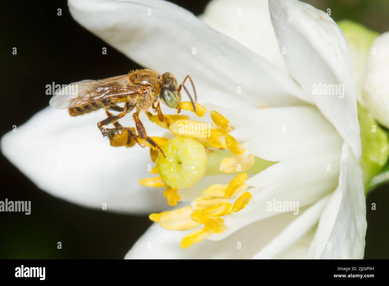 Abelha Jatai (Tetragonisca angustula) na flor de mangericão. Foto Stock