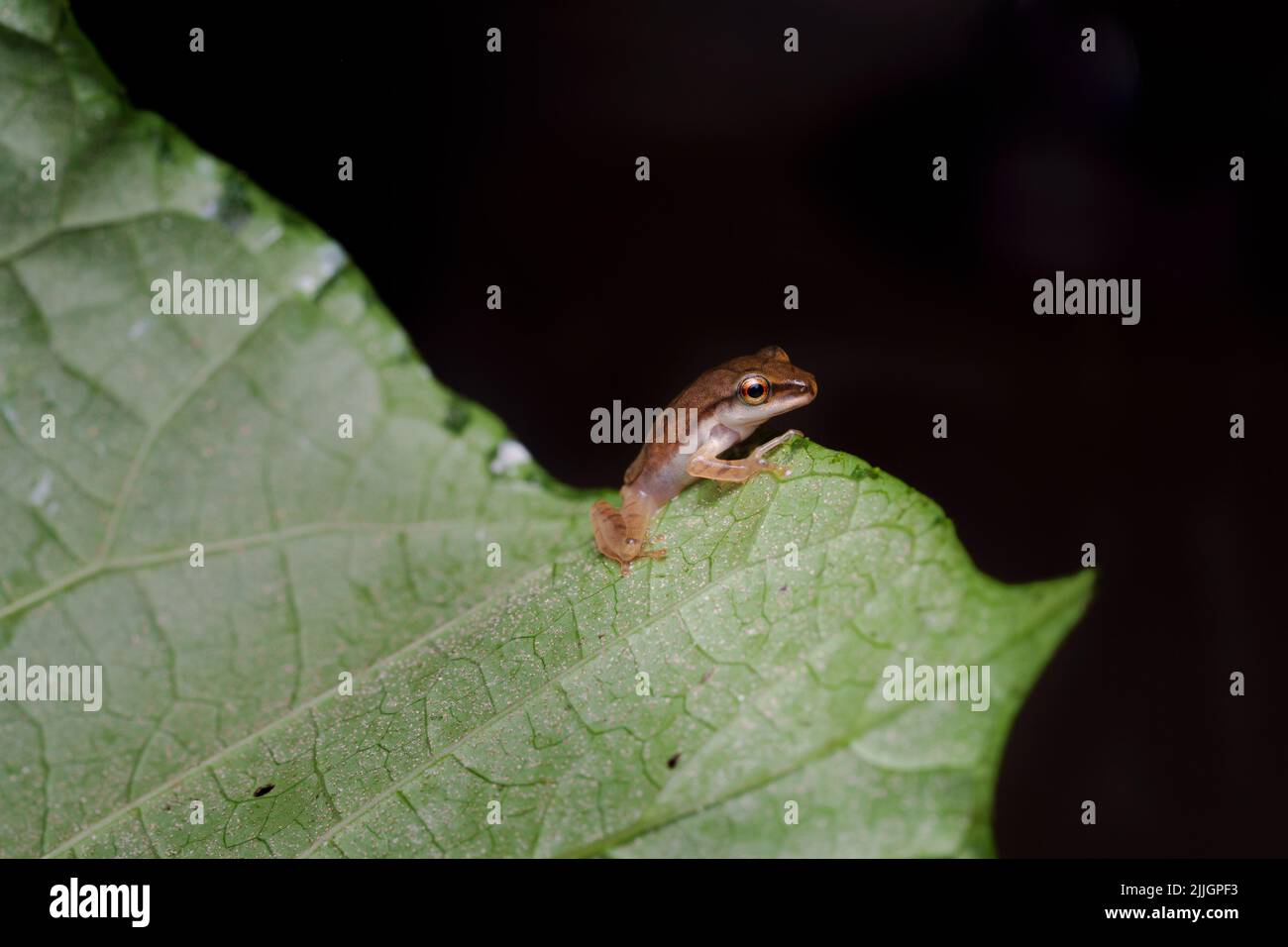 Bush Frog su foglia nel sud ovest Ghats, India in una stagione piovosa Foto Stock