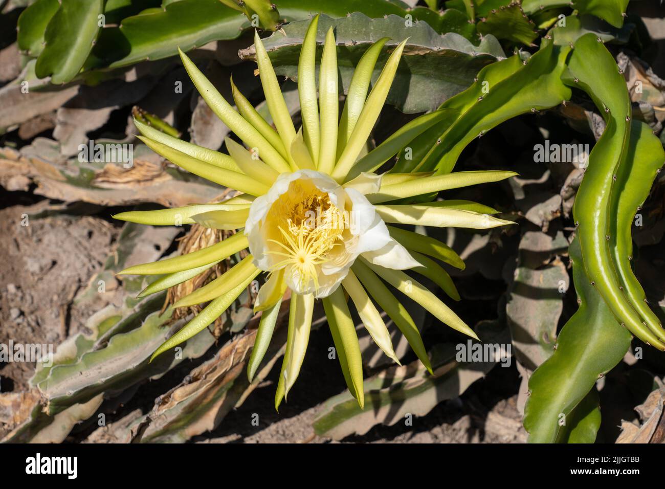 Il Cereo in fiore di notte, Selenicereus undatus, noto anche come il Cactus di Dragonfruit. Cile. Foto Stock