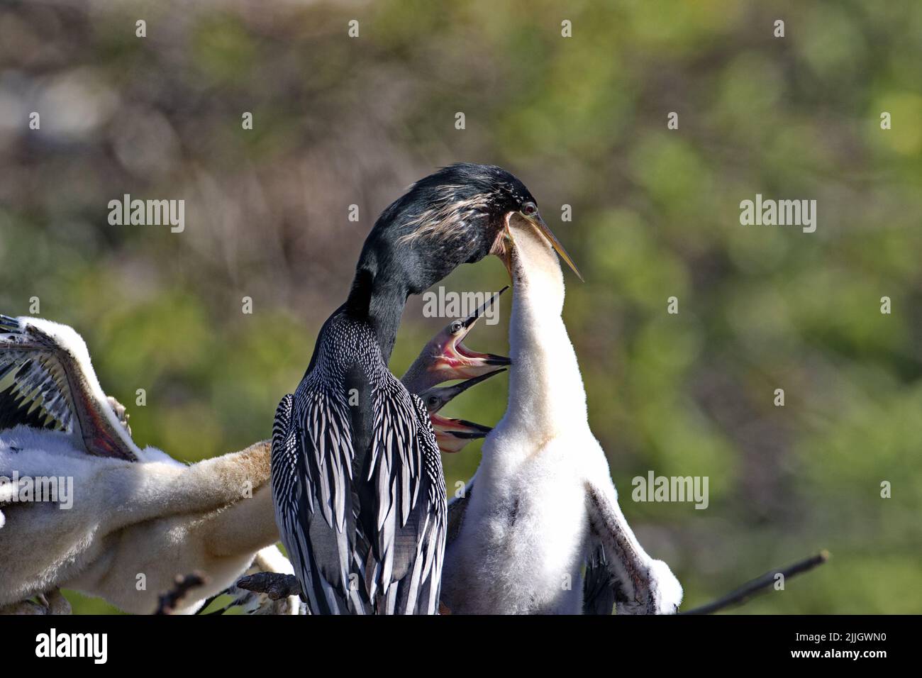 Anhinga cazzo nutrire da genitore circondato da fratelli affamati in rookery accanto in Florida, Stati Uniti Foto Stock