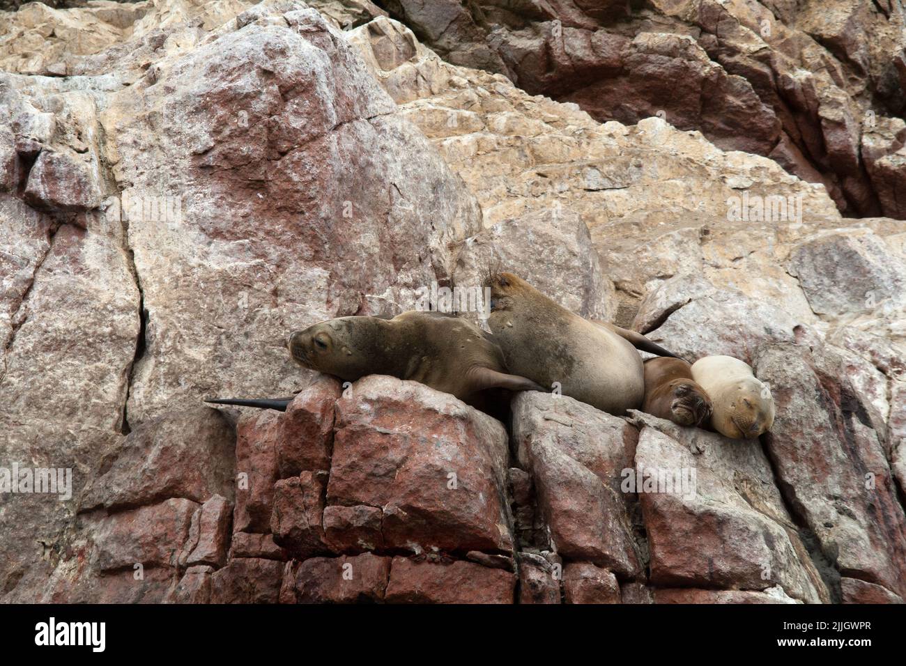 Leoni marini Ushuaia dormire sulla costa peruviana Foto Stock