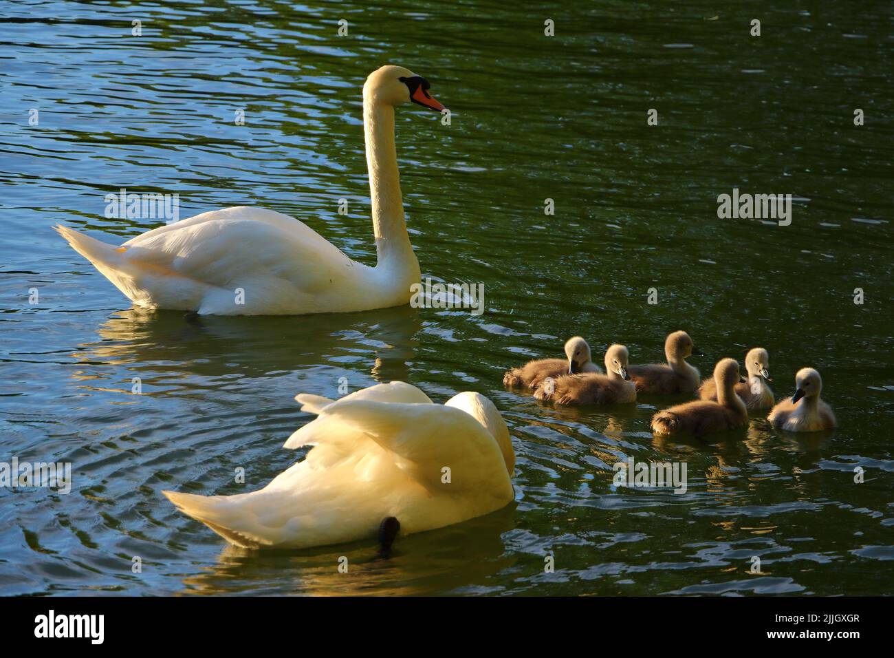 swan passeggiata per famiglie sul lago Foto Stock