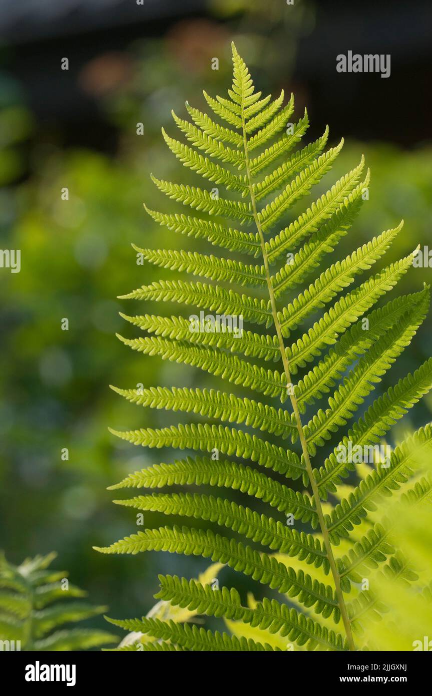 Fronte Fern in una giornata estiva soleggiata, primo piano Foto Stock