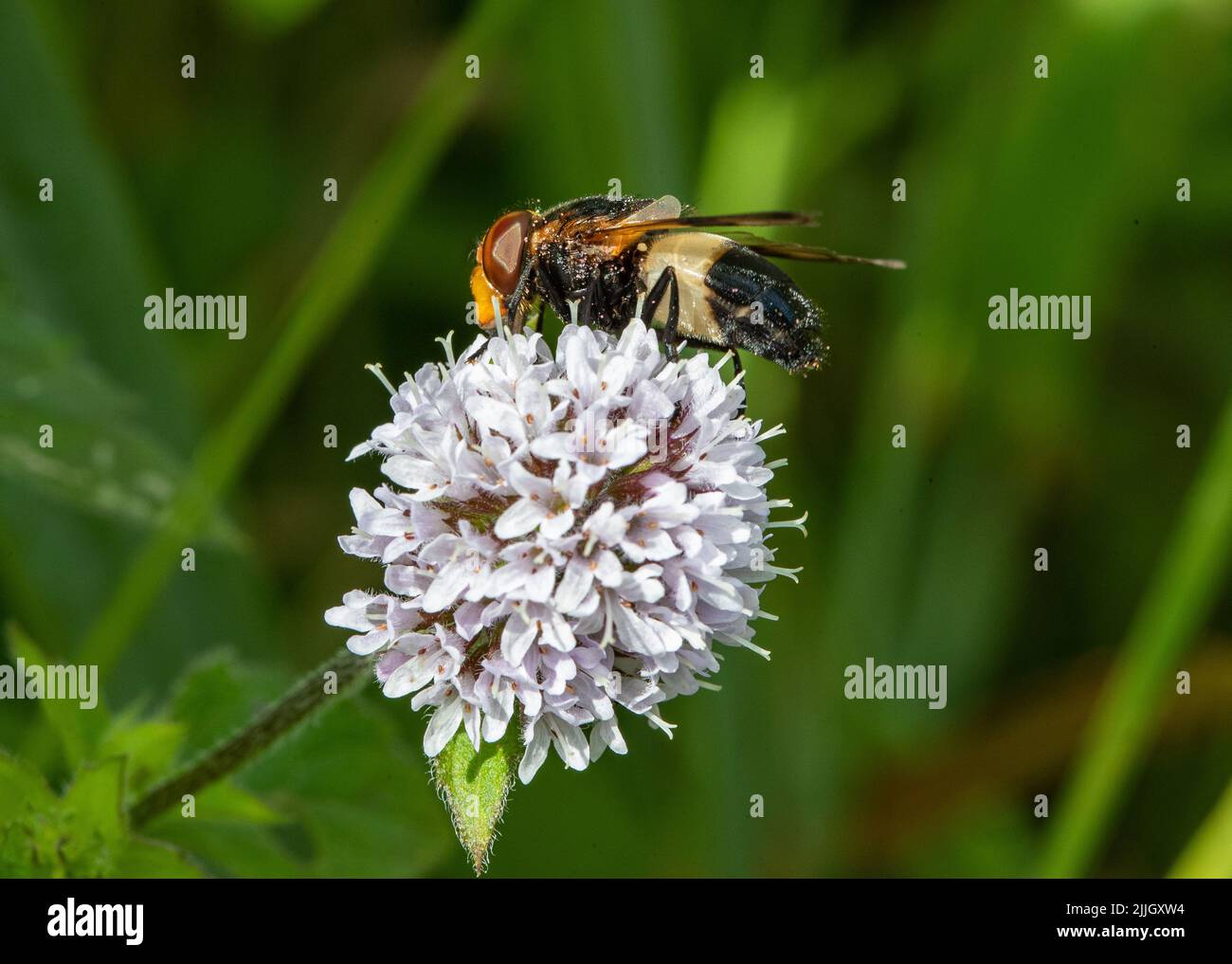 Pellucid fly (Volucella pellucins) un tipo di pappa , che si nuoce alla menta d'acqua . Suffolk, Regno Unito Foto Stock