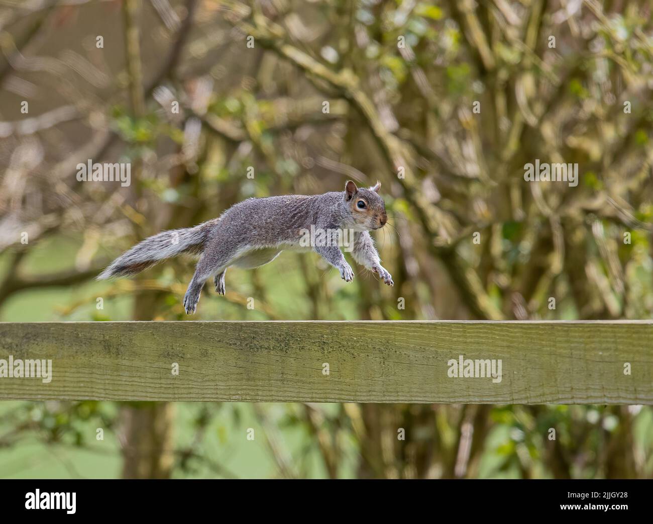Uno scoiattolo grigio sgarbato , catturato a mezz'aria, facendo un salto in volo lungo un palo e una recinzione ferroviaria. Suffolk, Regno Unito Foto Stock
