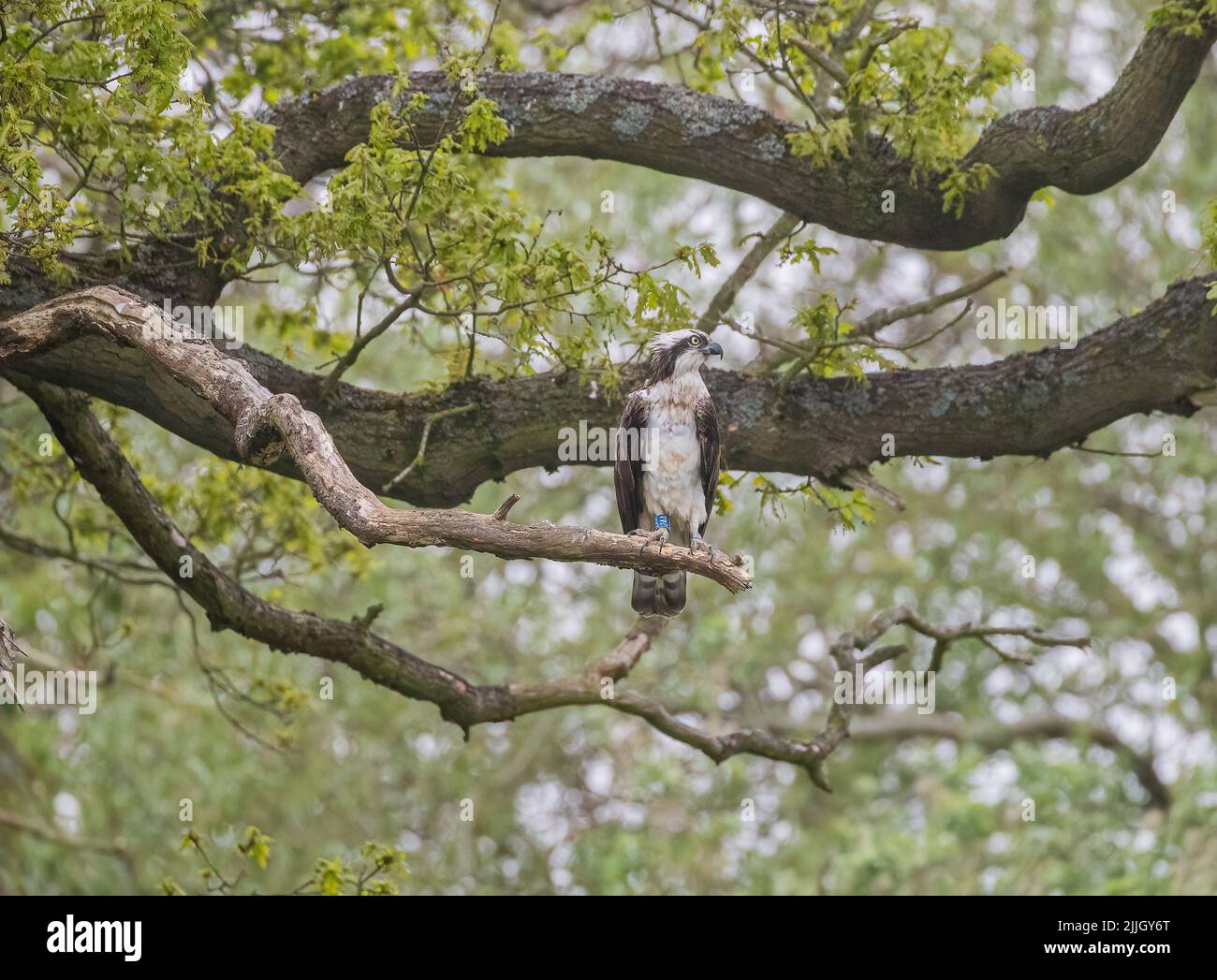 Un colpo di Osprey arroccato in un antico querce. Pronti e concentrati sul compito prima di catturare un pesce . Rutland Regno Unito Foto Stock