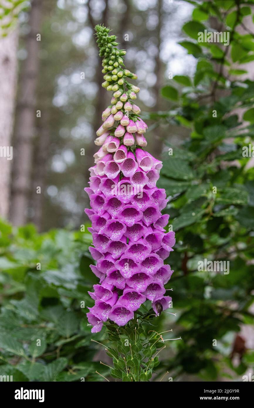 Primo piano di una grande testina Foxglove in un ambiente boschivo. Norfolk, Regno Unito. Foto Stock