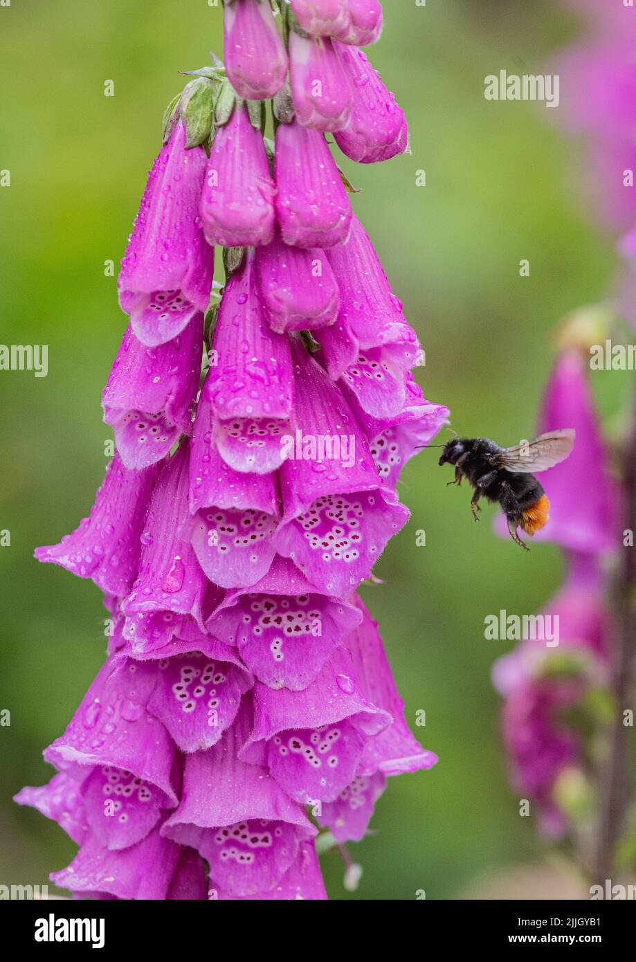 Un bel Foxglove impollinato da un Bumble Bee dalla coda rossa . Norfolk, Regno Unito Foto Stock