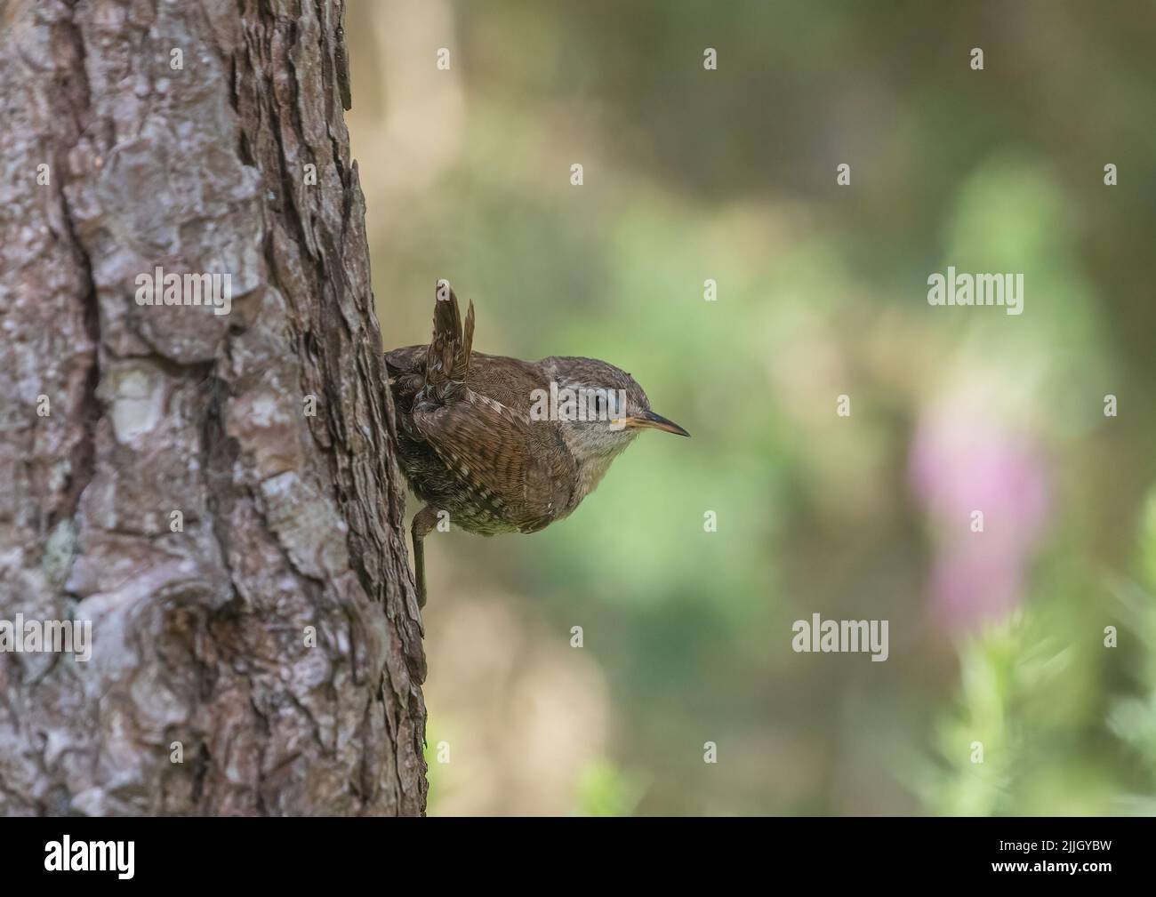 Una lettiera Jenny Wren (Troglodytes troglodytes) aggrappata alla corteccia di un albero. Presa con guanti di volpi in un ambiente boschivo . Norfolk, Regno Unito. Foto Stock