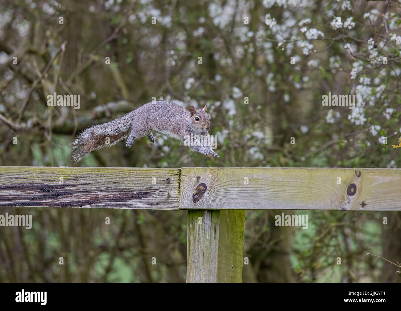 Uno scoiattolo grigio , catturato a mezz'aria, facendo un salto in volo lungo un palo e una recinzione ferroviaria. Suffolk, Regno Unito Foto Stock