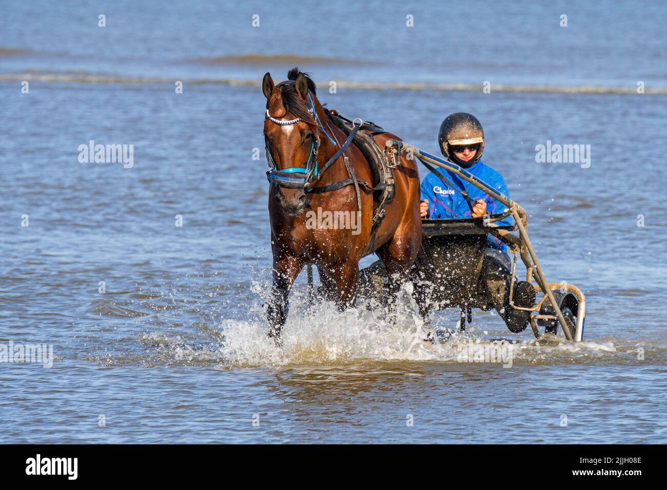 Cavallo da corsa di imbracatura che viene esercitato sulla spiaggia, mostrando conducente a cavallo di un carrello a due ruote chiamato un solky attraverso acque poco profonde del mare Foto Stock